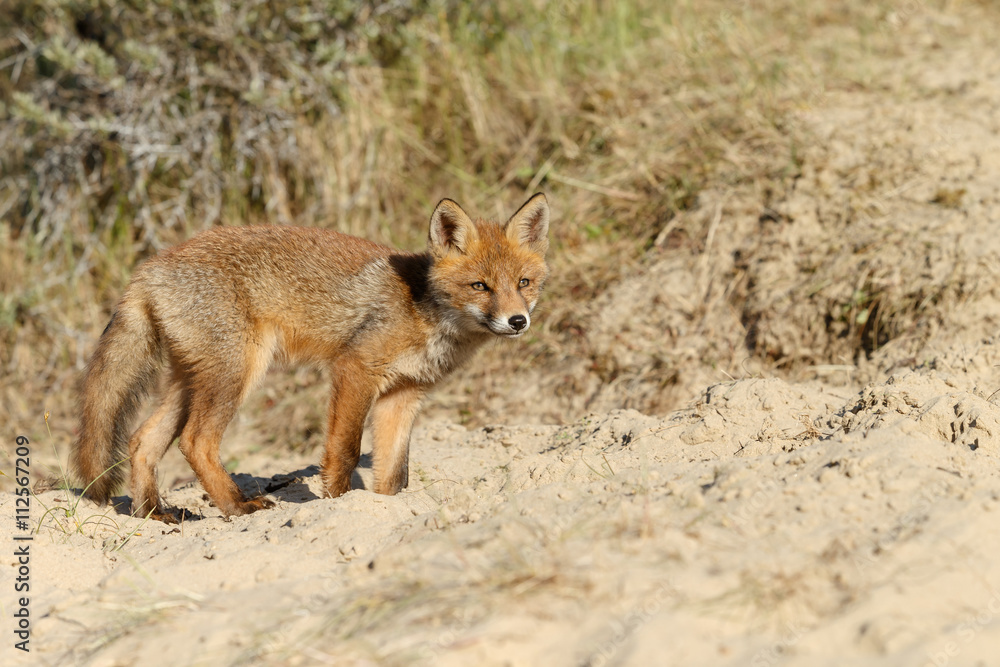 Red fox cub in nature