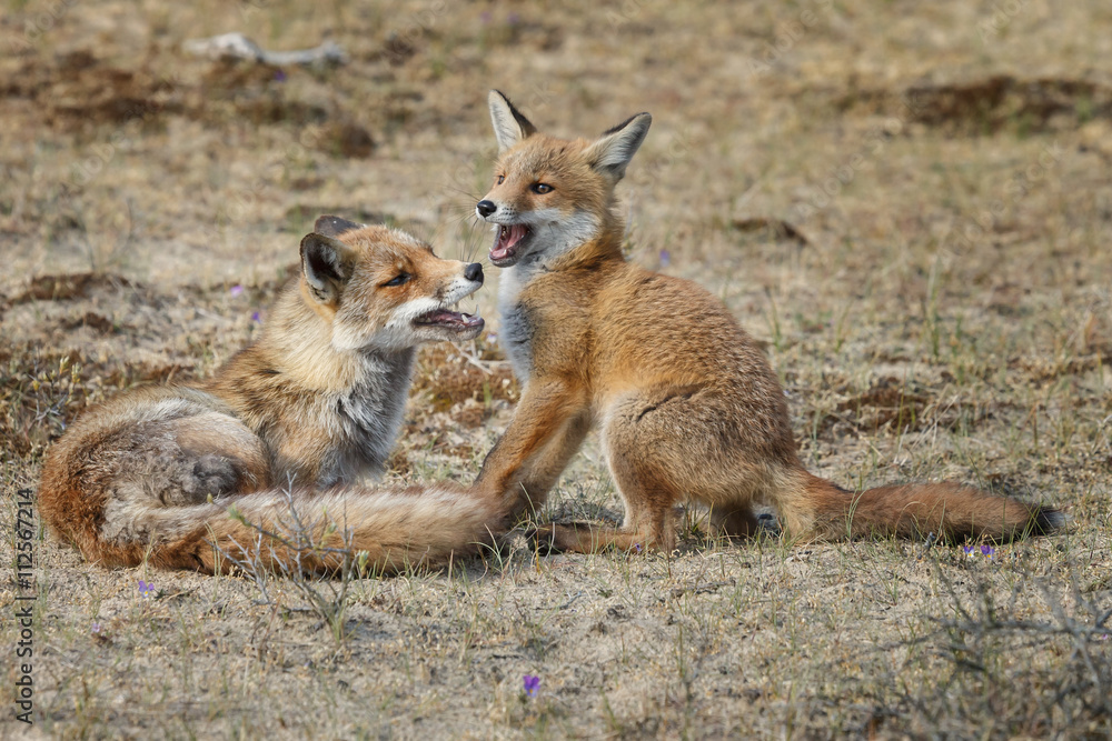 Red fox cub in nature Red fox cub in nature