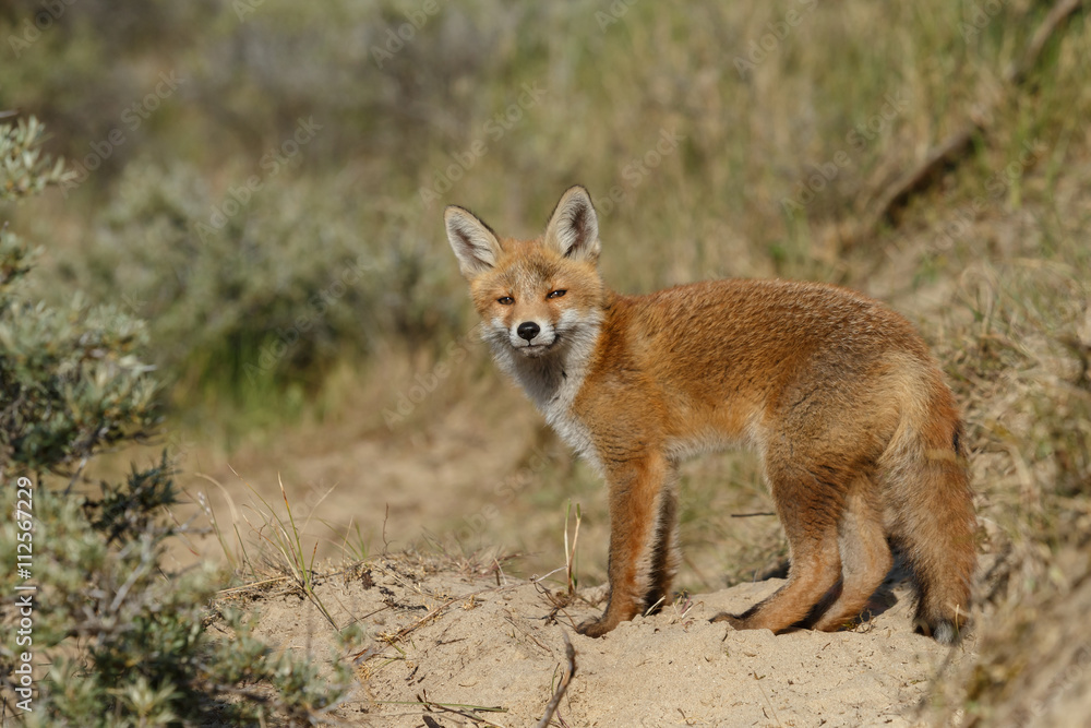 Red fox cubs in nature Red fox cubs in nature