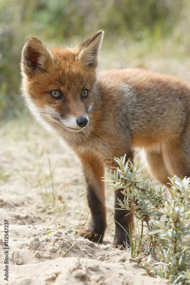 Red fox cubs in nature