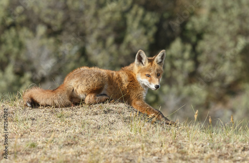 Red fox cub in nature © Menno Schaefer