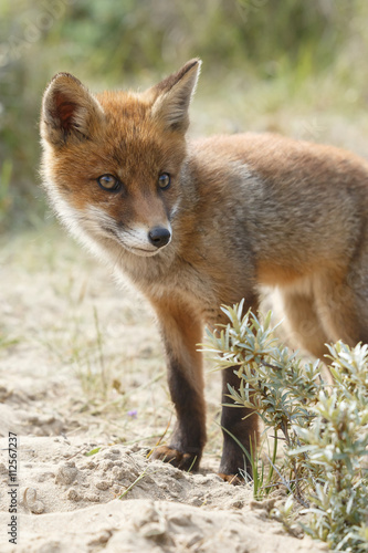Red fox cubs in nature © Menno Schaefer