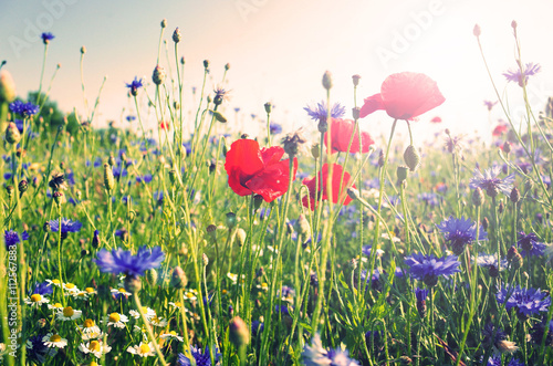 Fototapeta Naklejka Na Ścianę i Meble -  poppy in the field