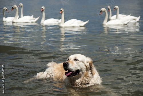 Labrador Retriever is refreshed in the river and swans watch him without fear