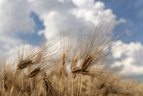 Field of ripe wheat close up with beautiful blue sky and clouds