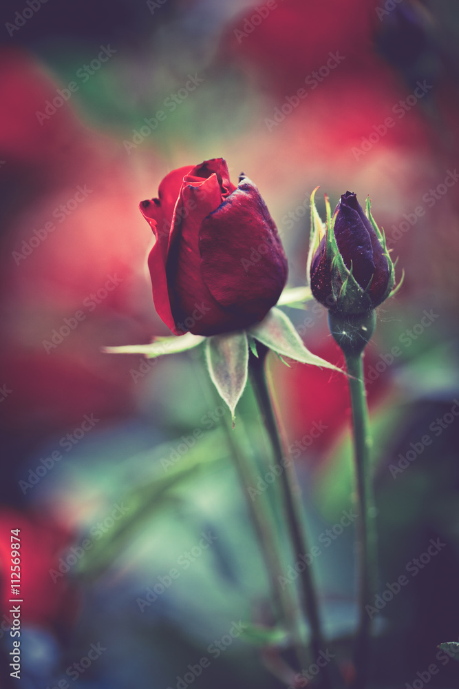 Obraz premium roses in garden