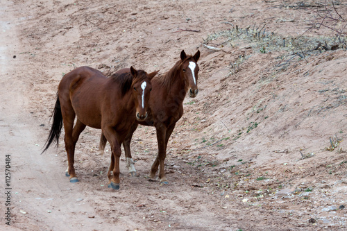 Wild horses Canyon de Chelly