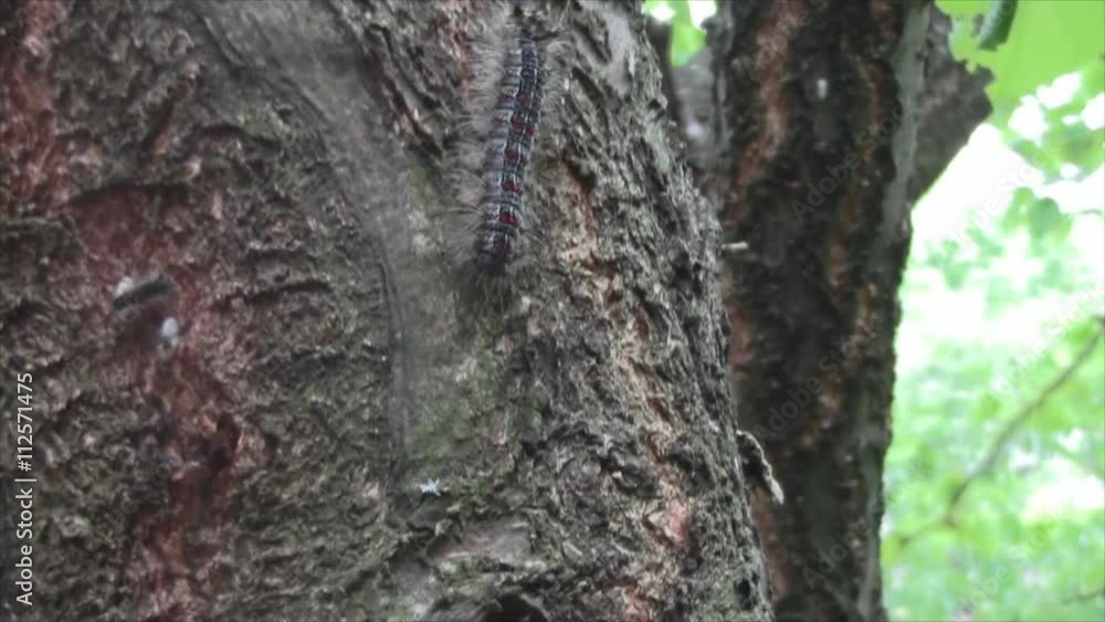 Close up video of beautiful caterpillar in wild natural environment . Close up video of beautiful caterpillar in wild natural environment .