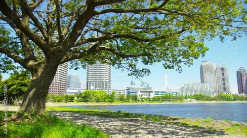 お台場海浜公園の風にそよぐ木 photo