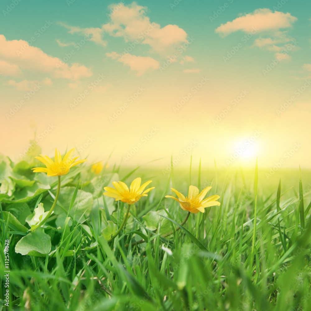 Green field with spring flowers at sunset.