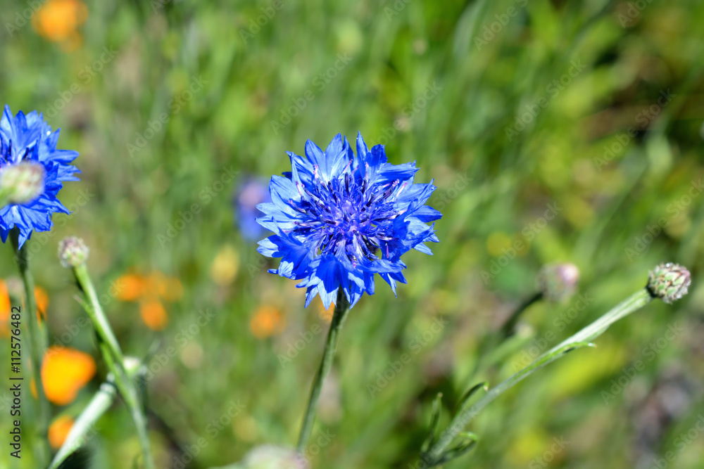 Vibrant Phyteuma Orbiculare Wildflower Vibrant Phyteuma Orbiculare Wildflower