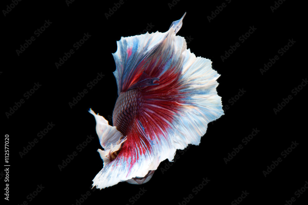 Capture the moving moment of big ear siamese fighting fish isolate Capture the moving moment of big ear siamese fighting fish isolate