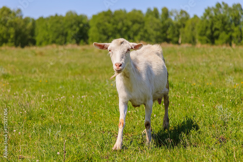 White goat walking