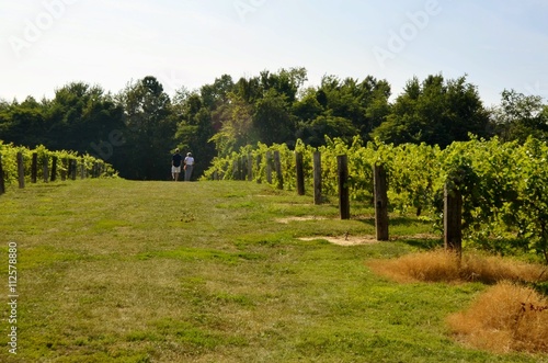 Vineyard rows of grapes in the summer sun