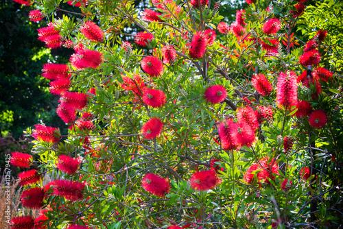 Red Bottlebrush Flower
