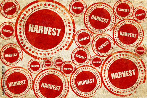 harvest, red stamp on a grunge paper texture