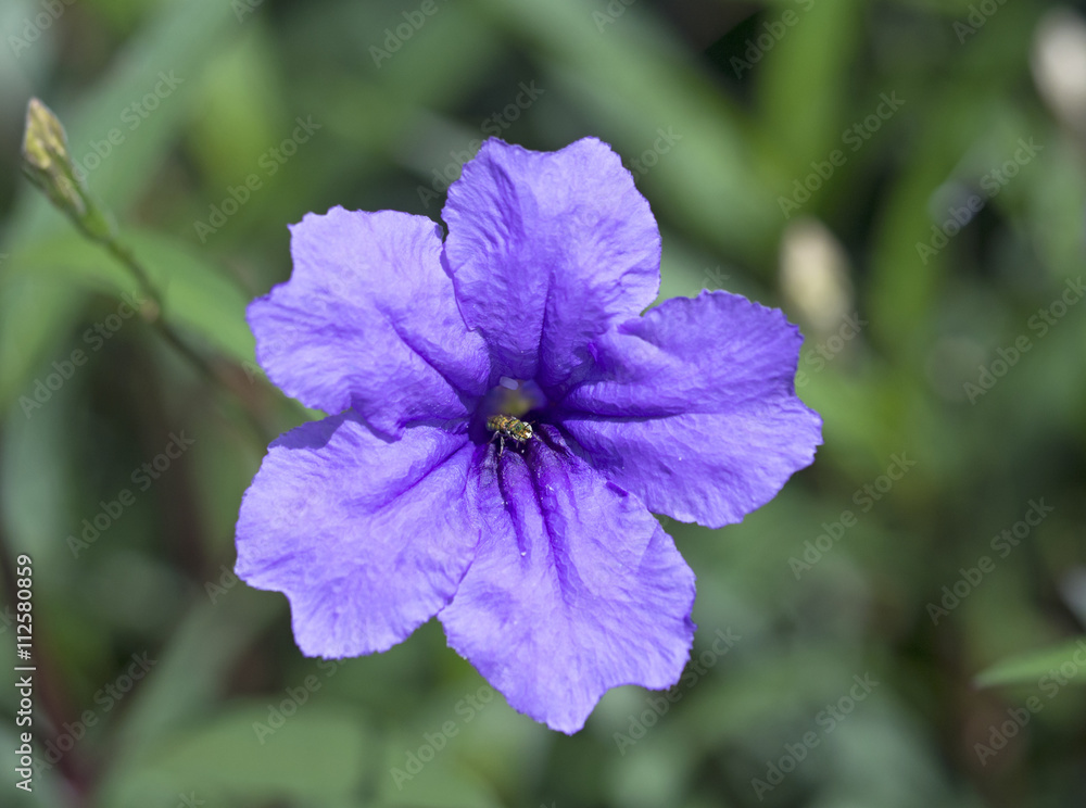Macro image of spring lilac violet and purple flowers, abstract soft floral background
Macro image of spring lilac violet and purple flowers, abstract soft floral background
