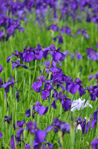 アヤメ科花菖蒲