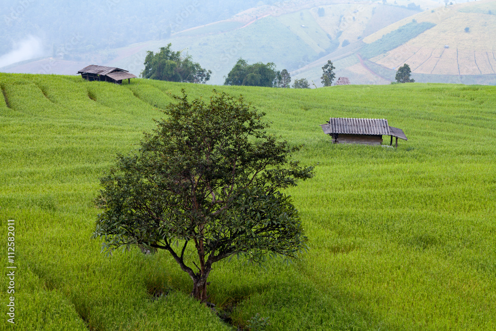 custom made wallpaper toronto digitalTree in green terraced rice field at Ban Pa Bong Peay in Chiangm