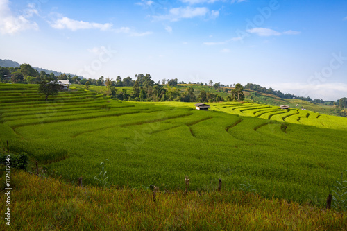 green terraced rice field at Ban Pa Bong Peay in Chiangmai, Thai