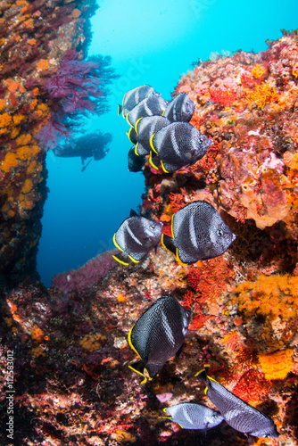 Wrought Iron Butterflyfish photo