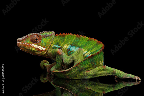 Funny Panther Chameleon, reptile with colorful body holds on his tail on Black Mirror, Isolated Background