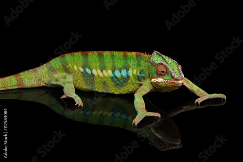 Panther chameleon, reptile with colorful body resting on Black Mirror, Isolated Background © seregraff