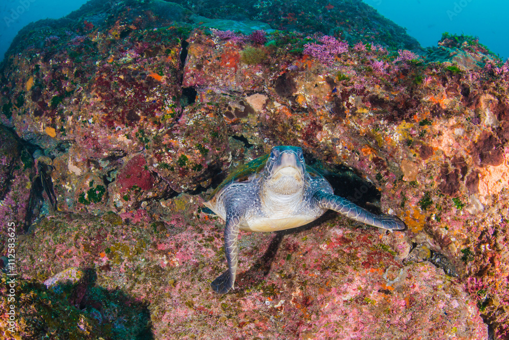 Obraz premium Green turtle