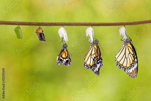 Foto Transformation of common tiger butterfly emerging from cocoon