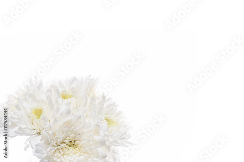 White chrysanthemum flowers isolated on white background.