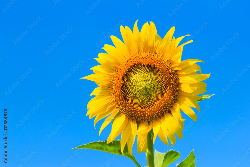 Beautiful colorful sunflower blooms , sunflower with clouds and blue sky
