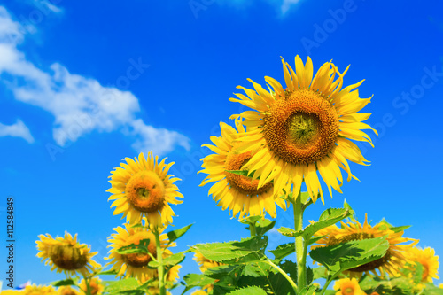 Beautiful colorful sunflower blooms   sunflower with clouds and blue sky