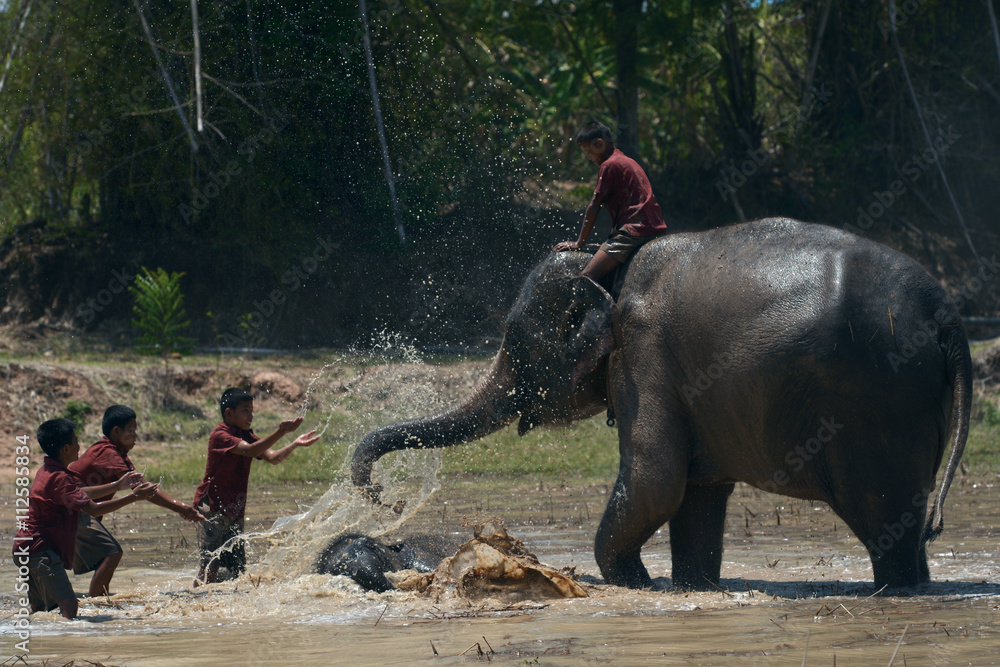 Fototapeta premium Two boys ride mother elephant and two boys are playing splashing water with baby elephant at pond , World Environment Day
