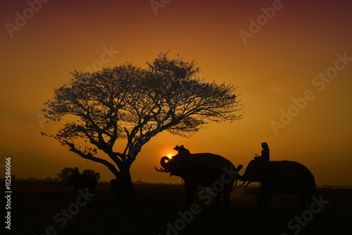 The silhouette of a person riding an elephant in a field near trees at the sunset time