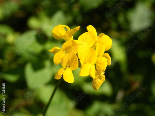 Close up of the head of a Greater bird's foot trefoil (Lotus uliginosus). photo