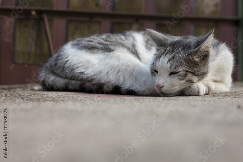 Cat resting on concrete