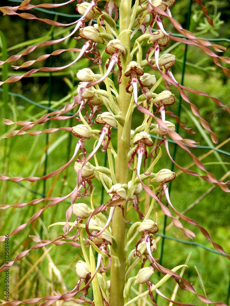 Close up of a Lizard orchid (Himantoglossum hircinum) Close up of a Lizard orchid (Himantoglossum hircinum)