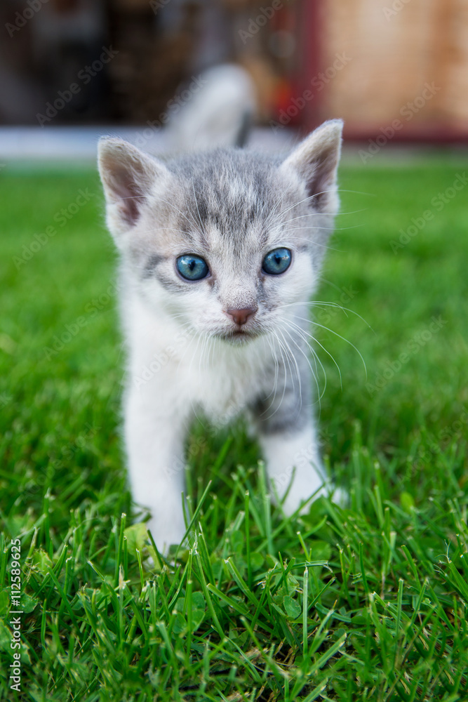 Cat stands in grass