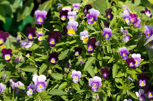 Viola  violet or pansy