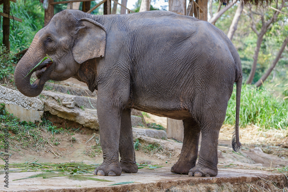 Thai elephant eating some grass