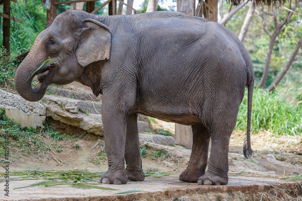 Fototapeta premium Thai elephant eating some grass