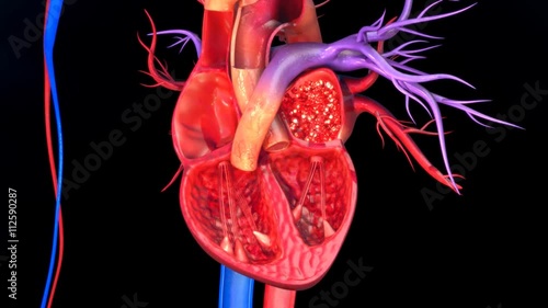 Functioning of human heart