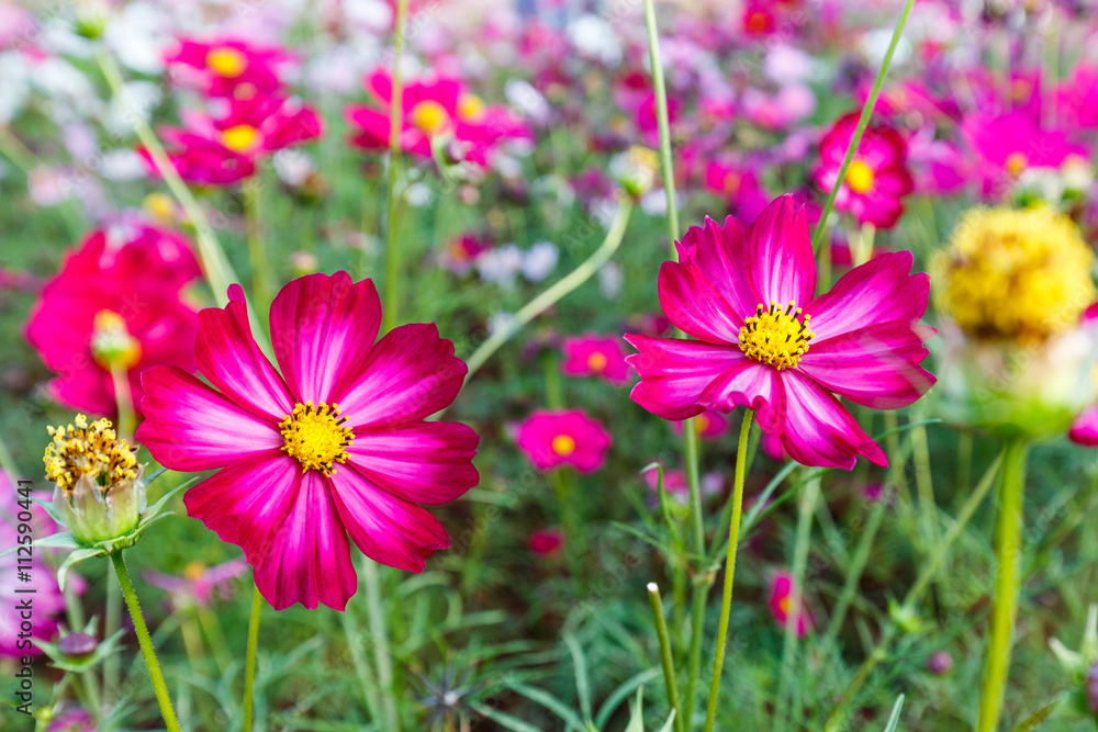 Cosmos Bipinnatus  with blurred background with blurred backgrou