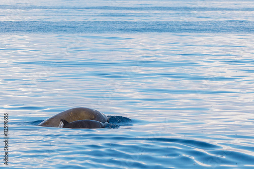 Rare Goose Beaked whale dolphin Ziphius cavirostris photo