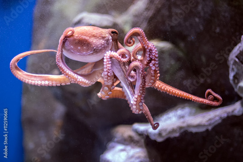 Photography octopus underwater close up portrait while hunting