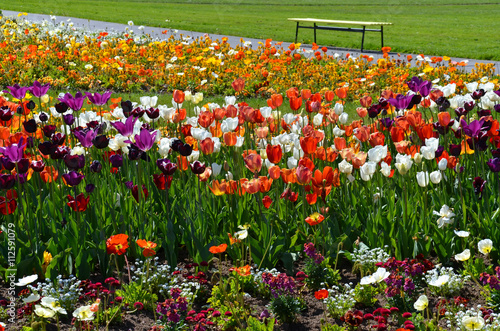 Fototapeta Naklejka Na Ścianę i Meble -  Tulpen