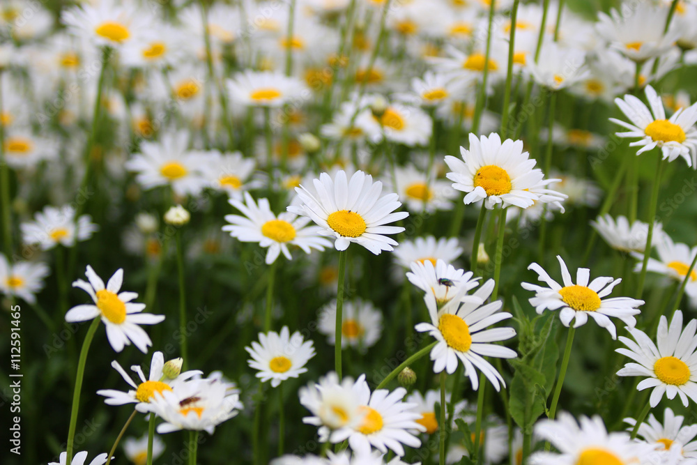 Daisies Daisies