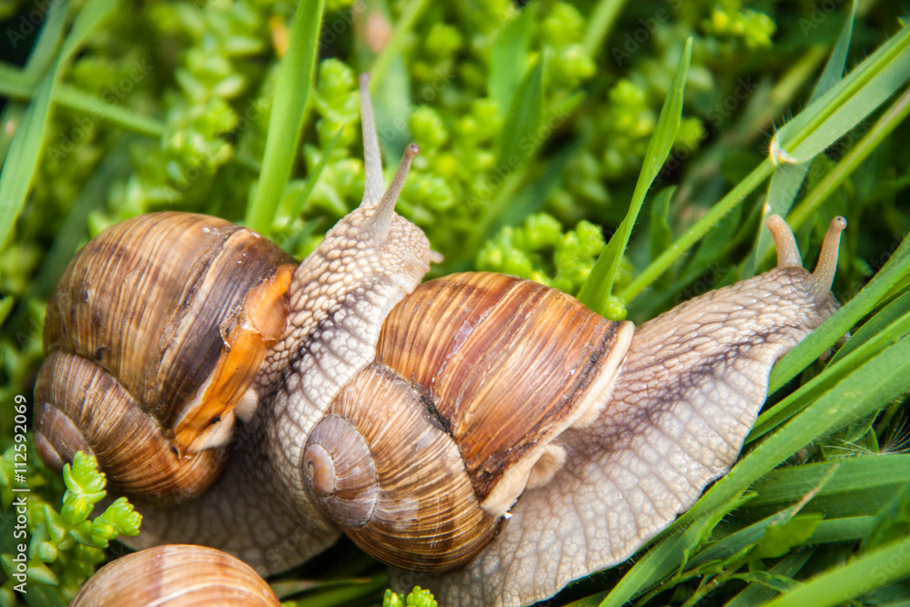two snails are crawling in the green grass two snails are crawling in the green grass