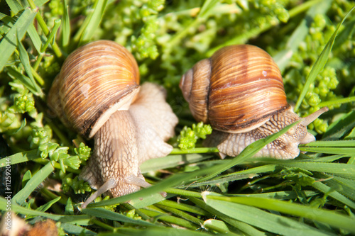 two snails are crawling in the green grass