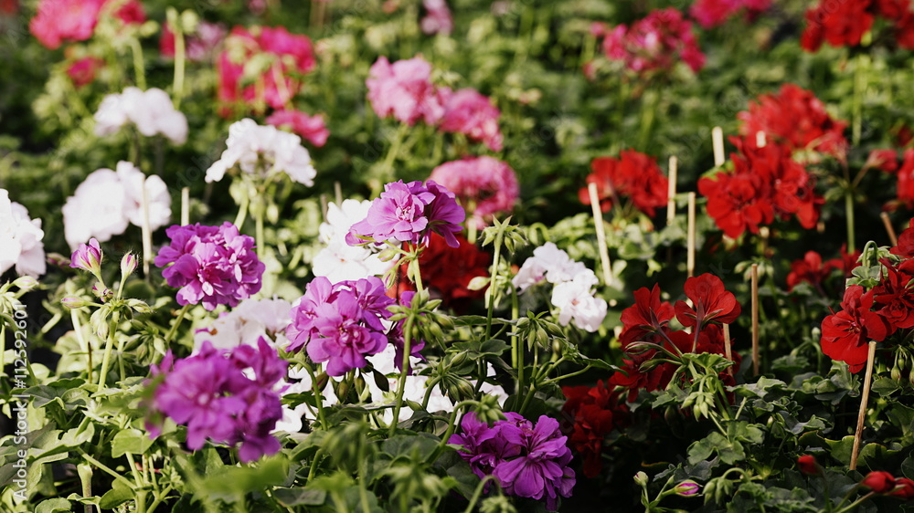 fleurs fleurs